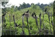 cormorans_01 copie.jpg